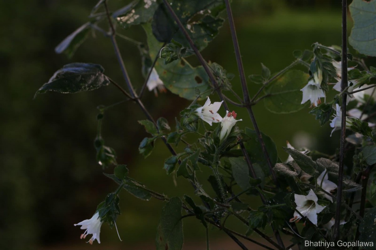 Strobilanthes arnottiana Nees