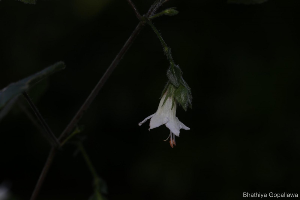 Strobilanthes arnottiana Nees