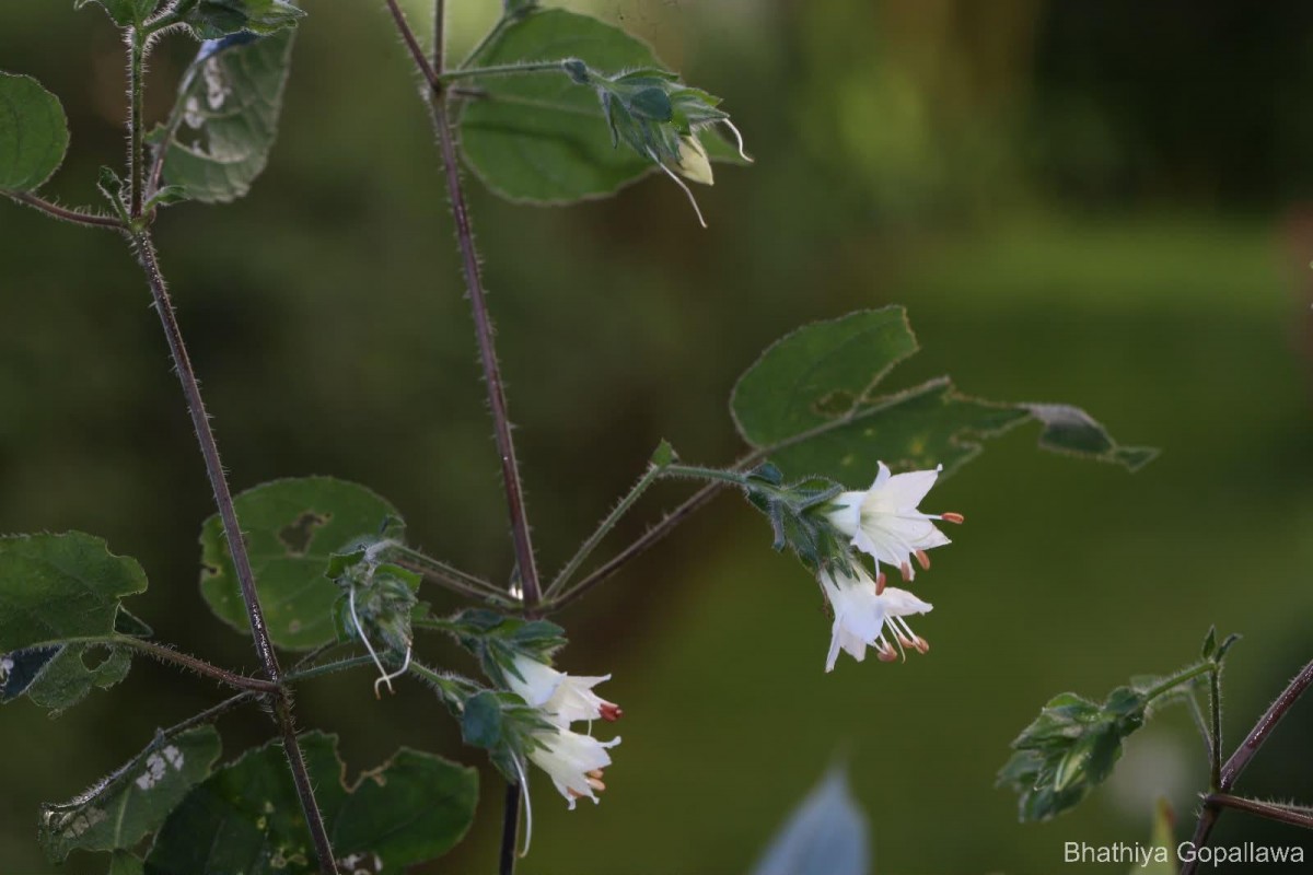 Strobilanthes arnottiana Nees