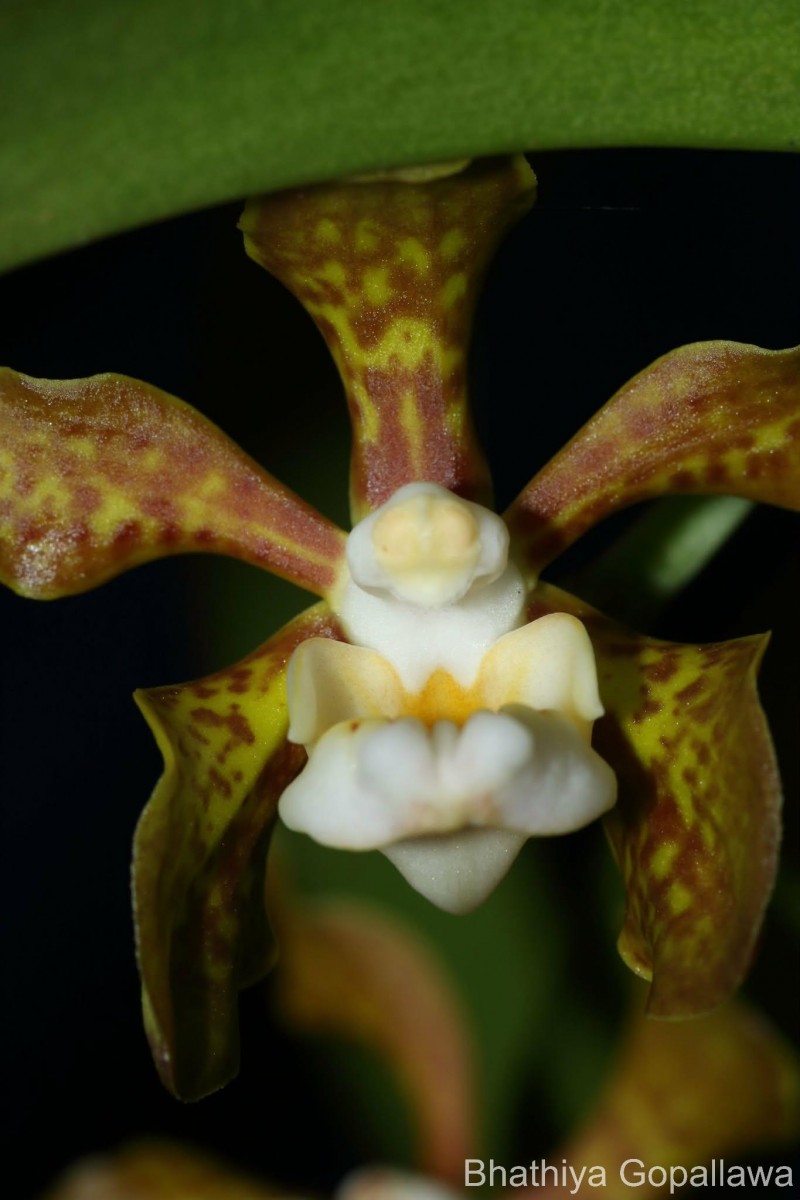 Vanda thwaitesii Hook.f.