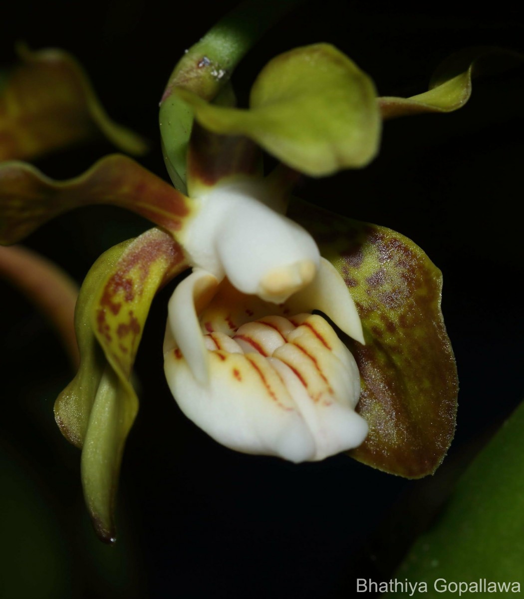 Vanda thwaitesii Hook.f.