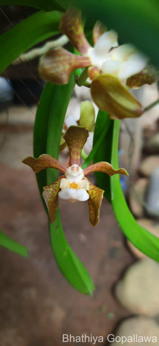 Vanda thwaitesii Hook.f.