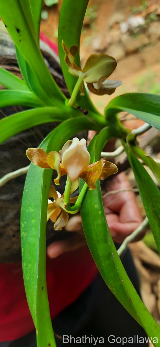 Vanda thwaitesii Hook.f.