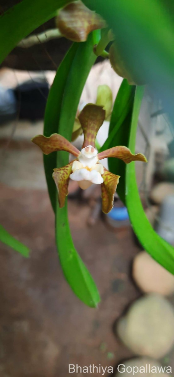 Vanda thwaitesii Hook.f.