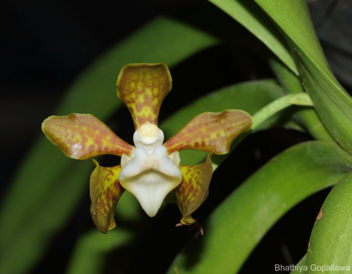 Vanda thwaitesii Hook.f.