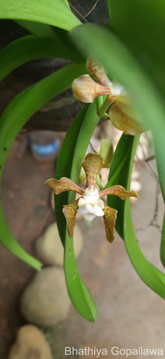 Vanda thwaitesii Hook.f.