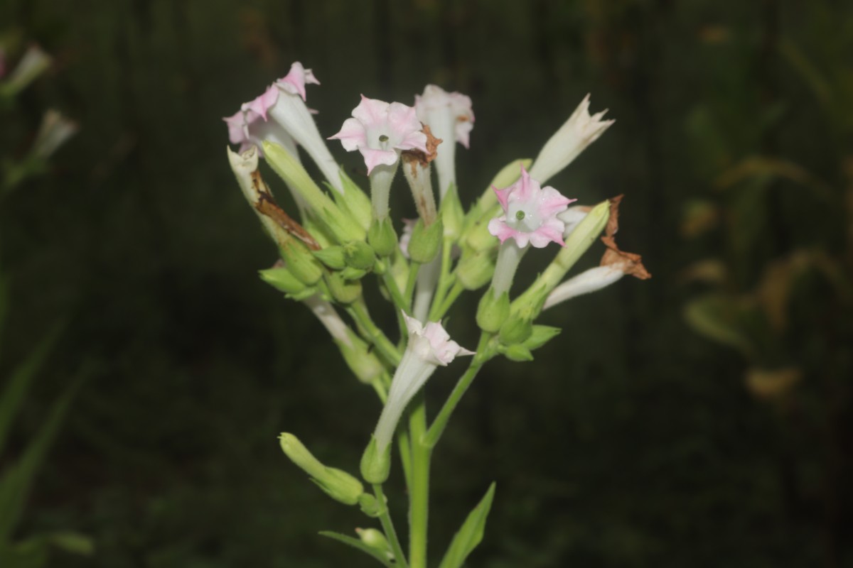 Nicotiana tabacum L.