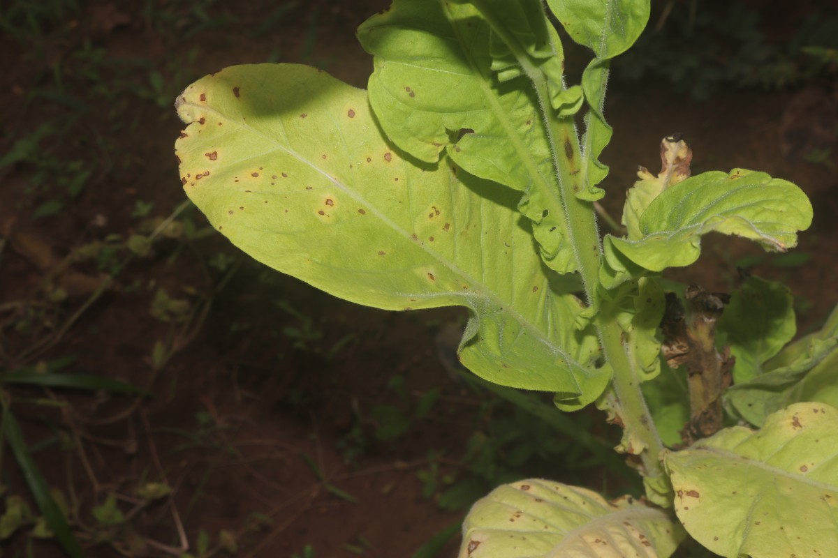 Nicotiana tabacum L.