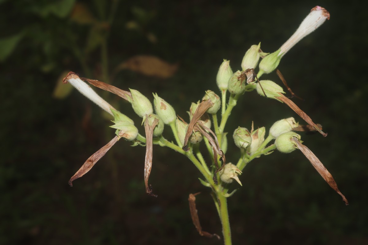 Nicotiana tabacum L.