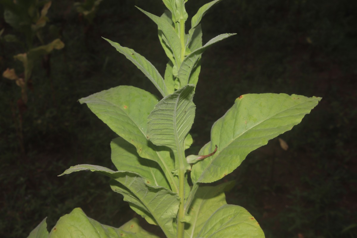Nicotiana tabacum L.