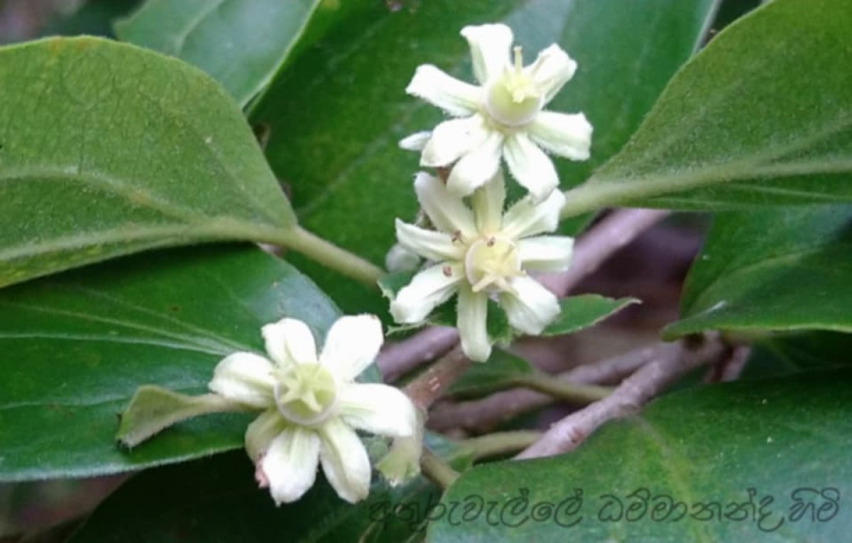 Dovyalis hebecarpa (Gardner) Warb.