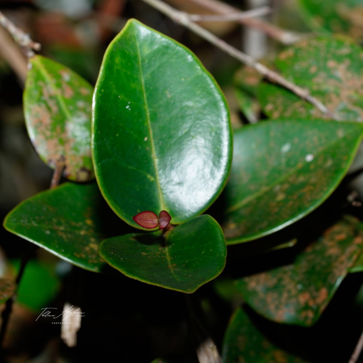 Memecylon orbiculare Thwaites