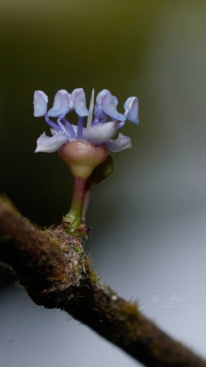 Memecylon orbiculare Thwaites