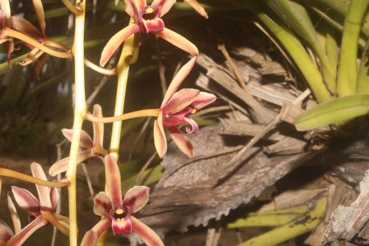 Cymbidium sp.