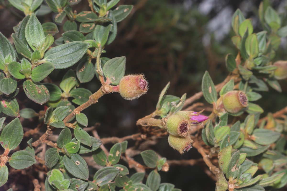 Osbeckia walkeri Arn.