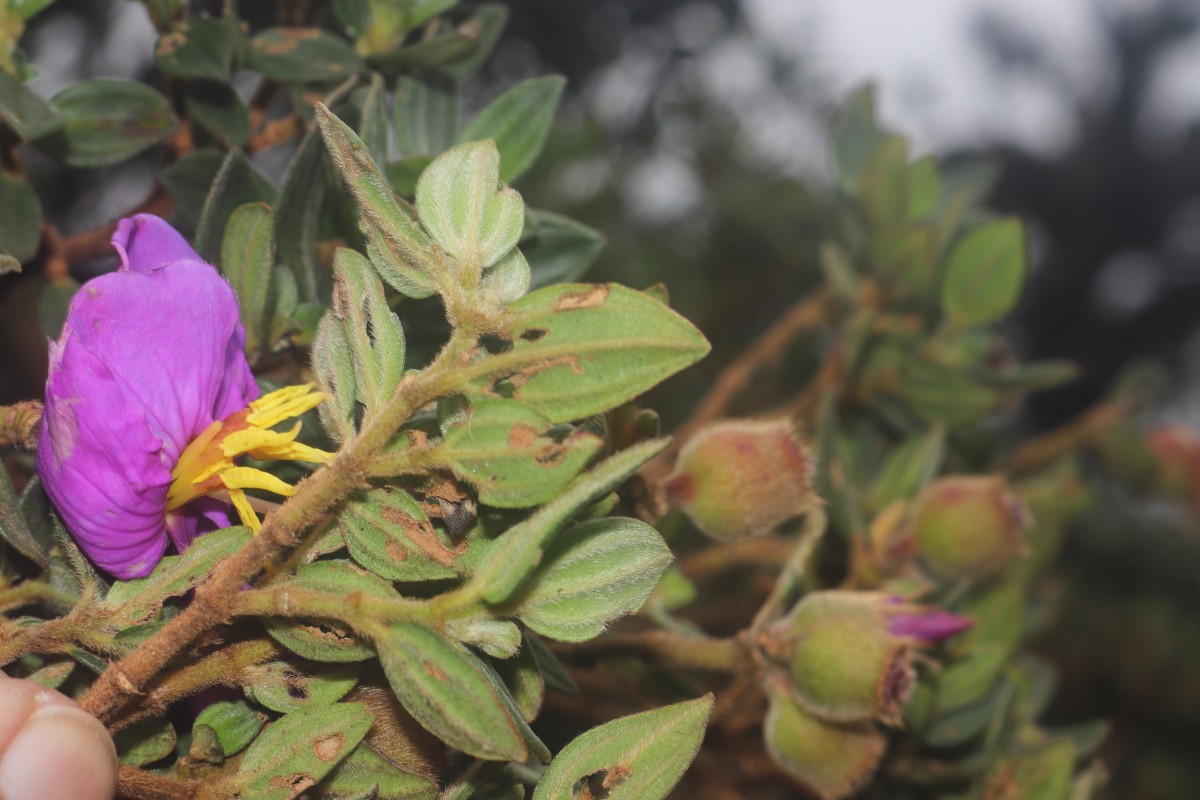 Osbeckia walkeri Arn.