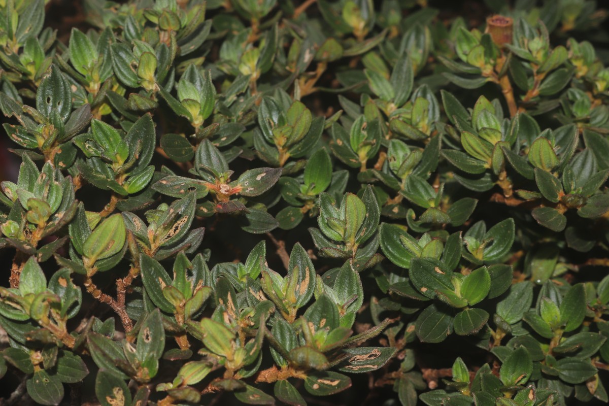 Osbeckia walkeri Arn.