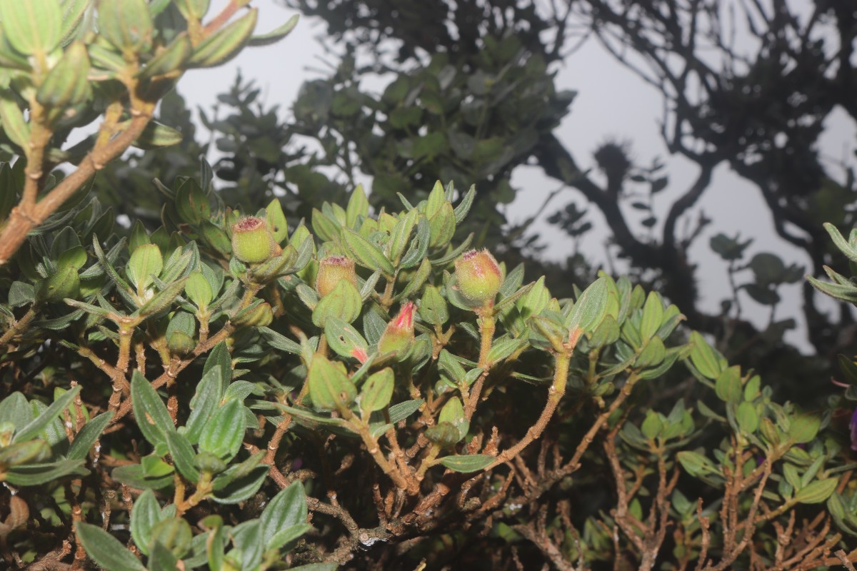 Osbeckia walkeri Arn.