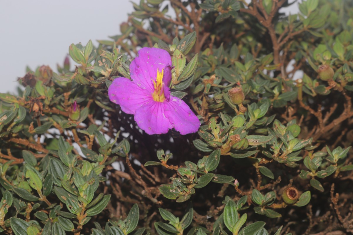 Osbeckia walkeri Arn.