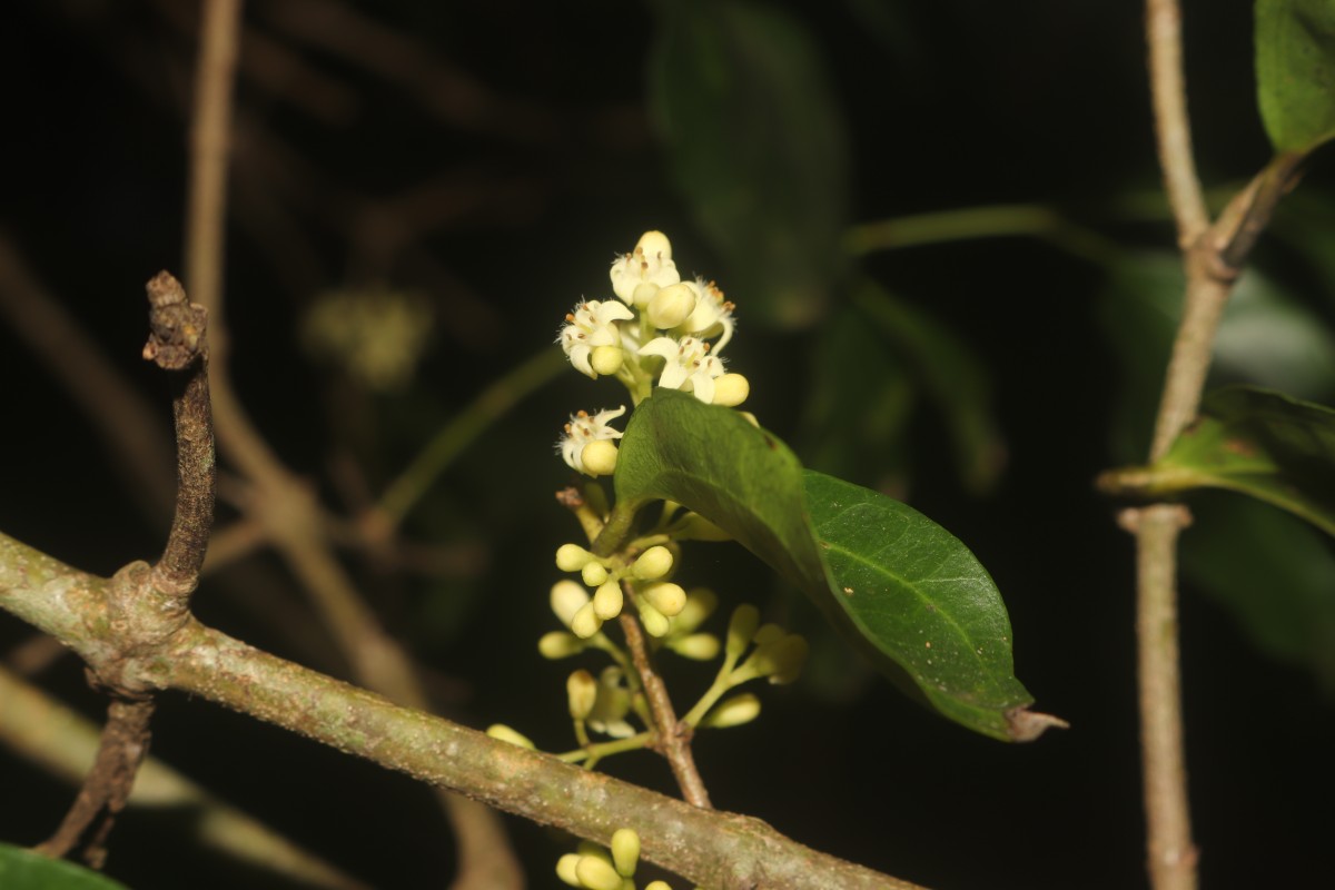 Strychnos trichocalyx A.W.Hill