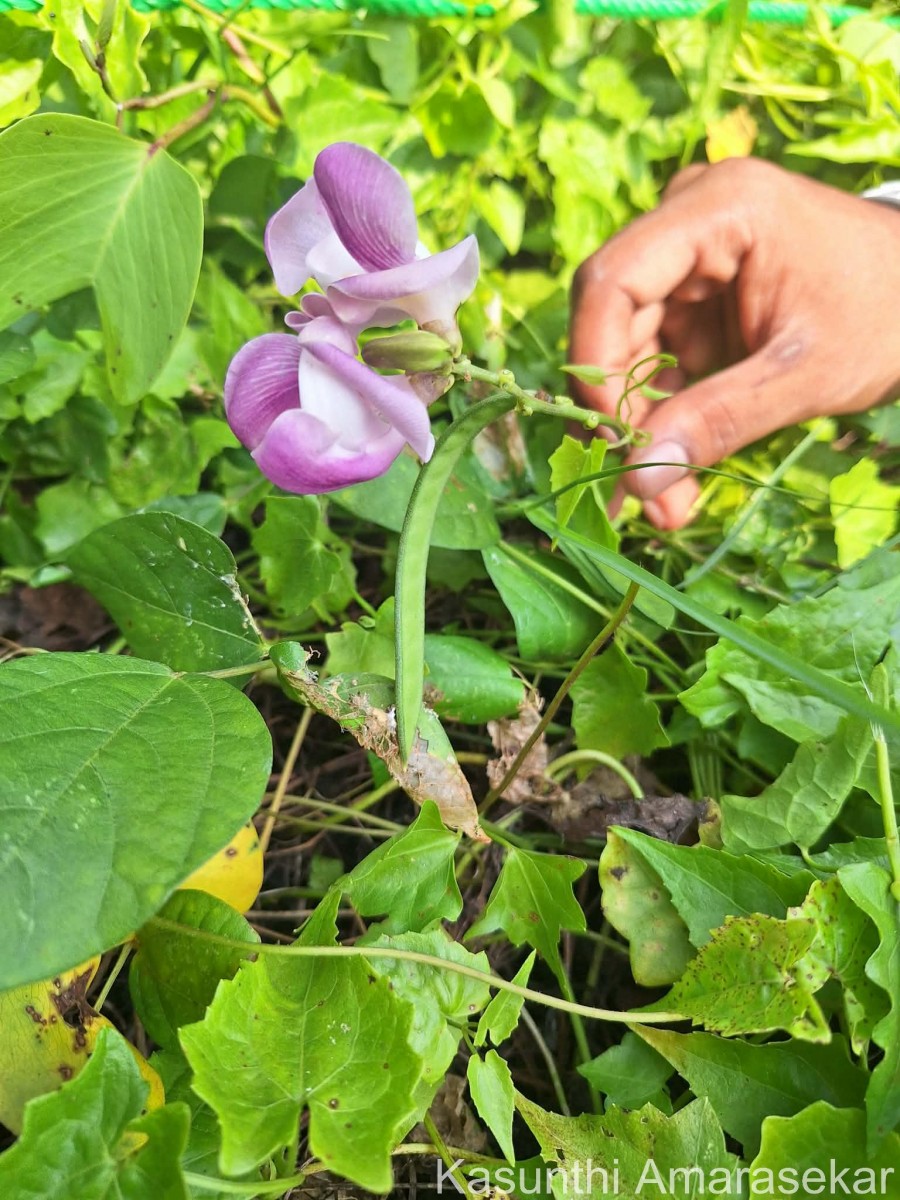 Leptospron adenanthum (G.Mey.) A.Delgado