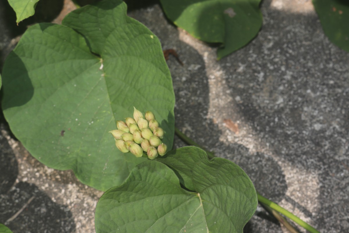 Camonea umbellata (L.) A.R.Simões & Staples