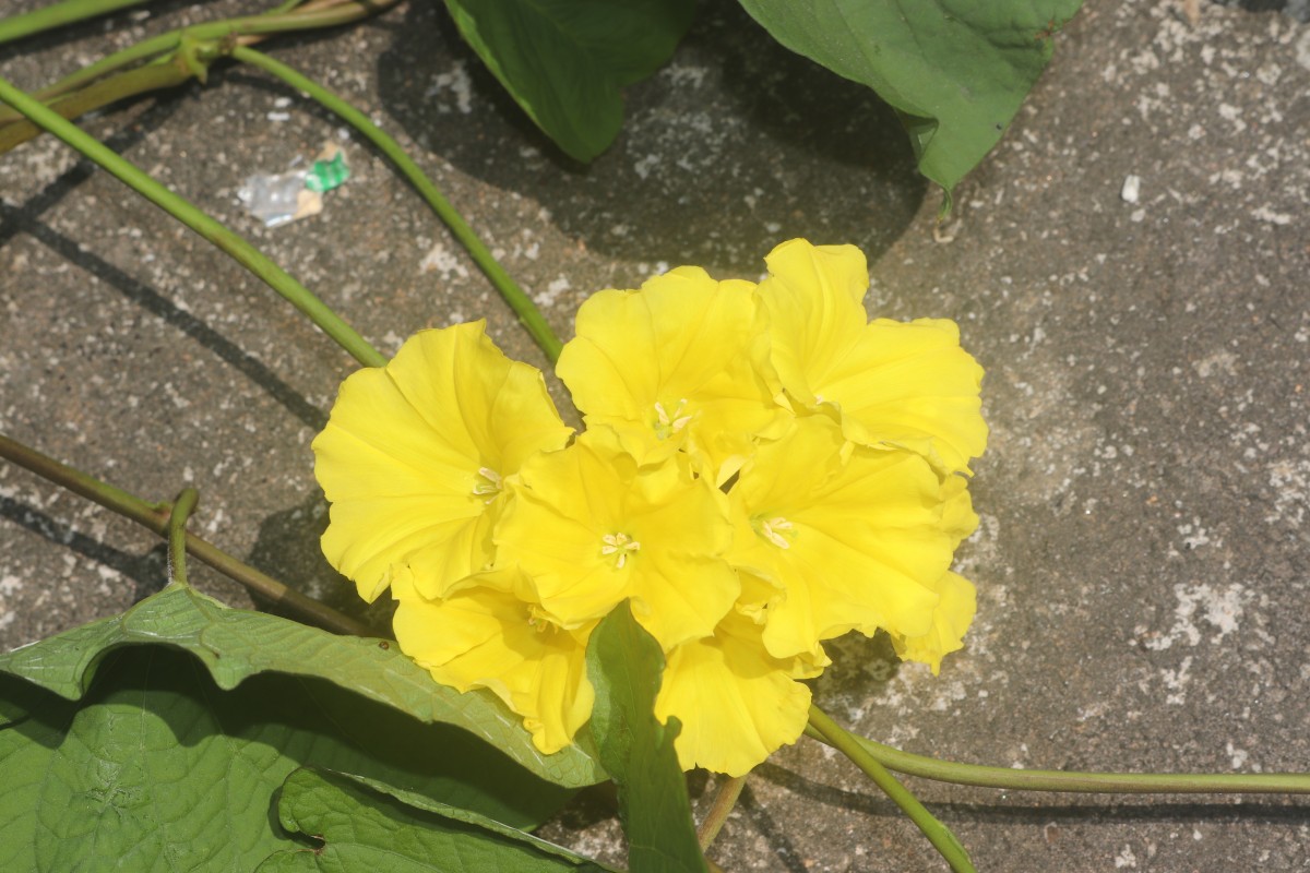 Camonea umbellata (L.) A.R.Simões & Staples