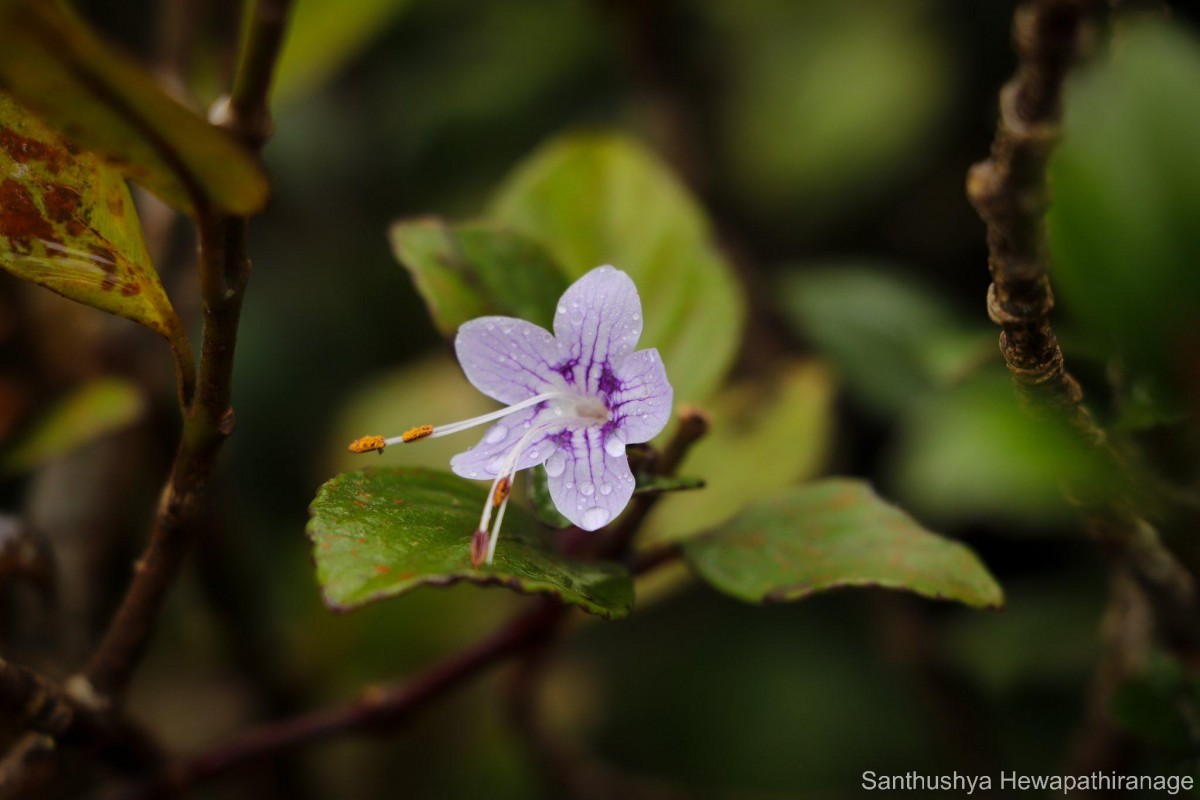 Strobilanthes pentandra J.R.I.Wood