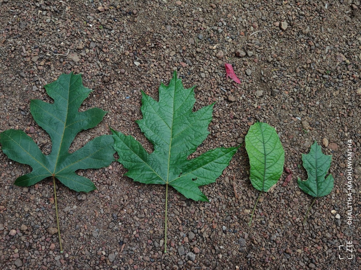 Trichadenia zeylanica Thwaites