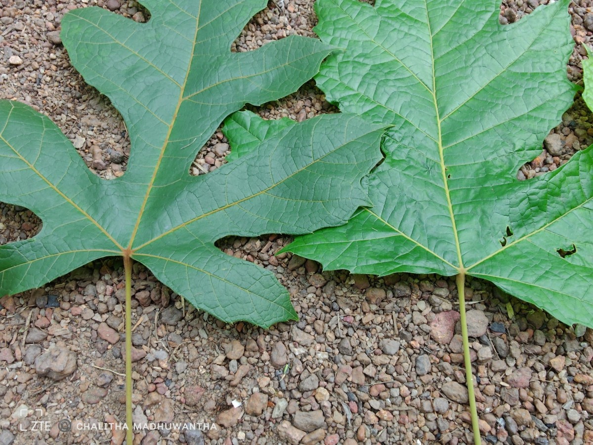 Trichadenia zeylanica Thwaites