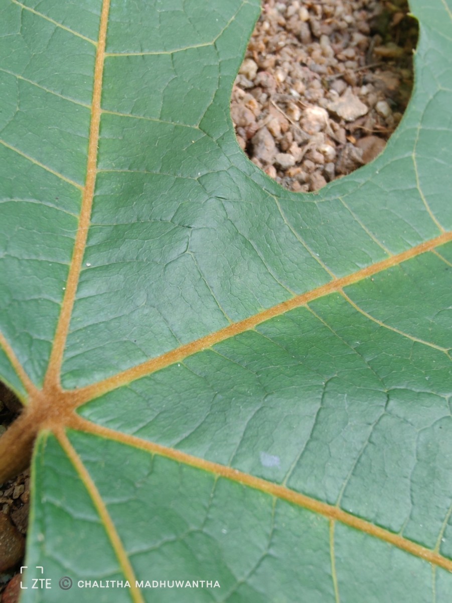 Trichadenia zeylanica Thwaites