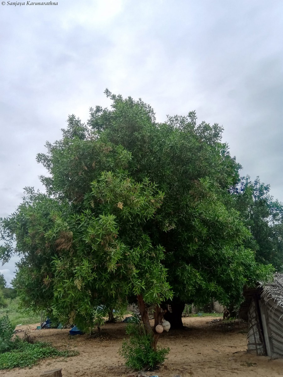Conocarpus lancifolius Engl.