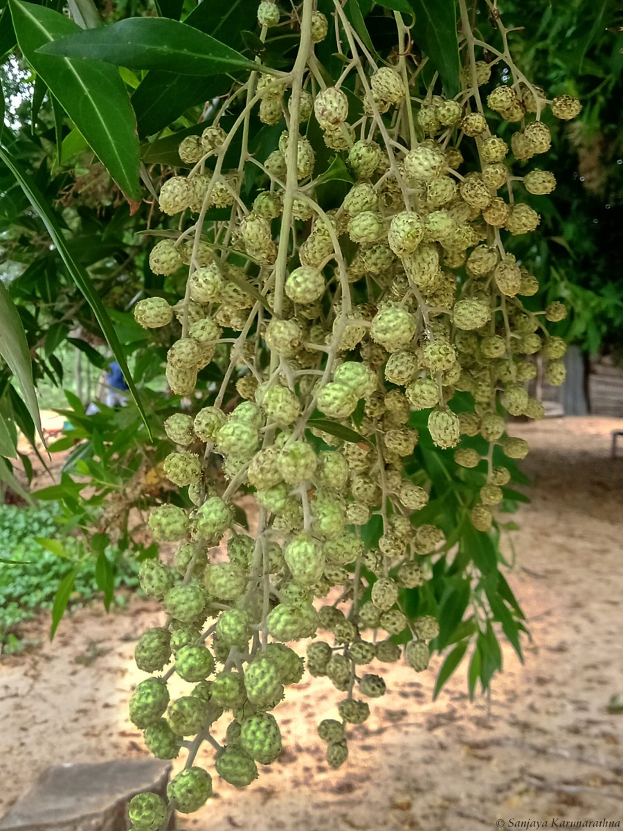 Conocarpus lancifolius Engl.