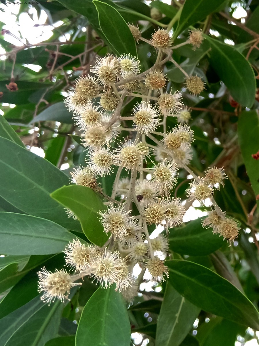 Conocarpus lancifolius Engl.