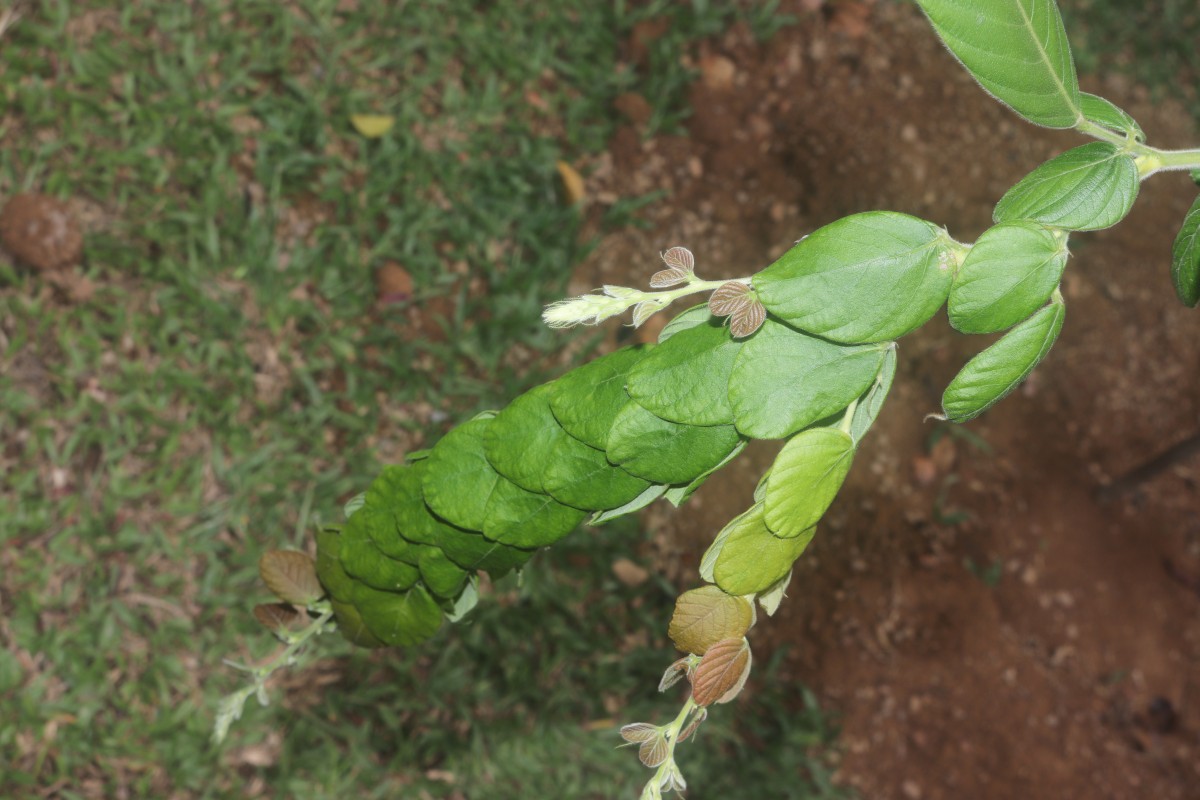 Phyllodium longipes (Craib) Schindl.