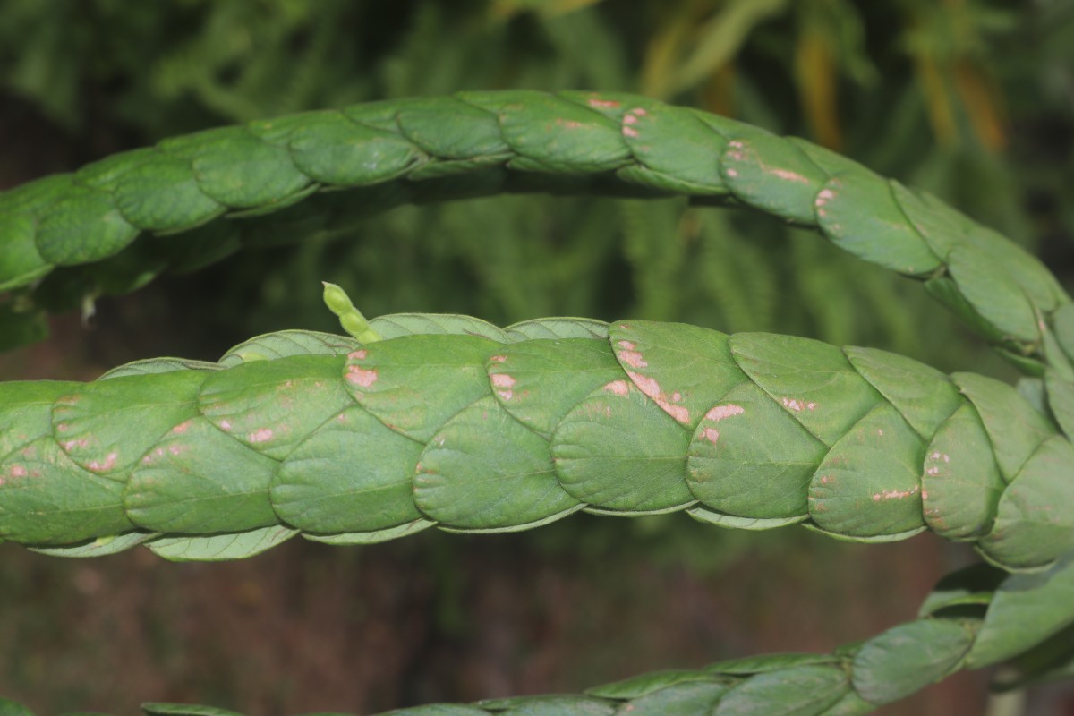 Phyllodium longipes (Craib) Schindl.