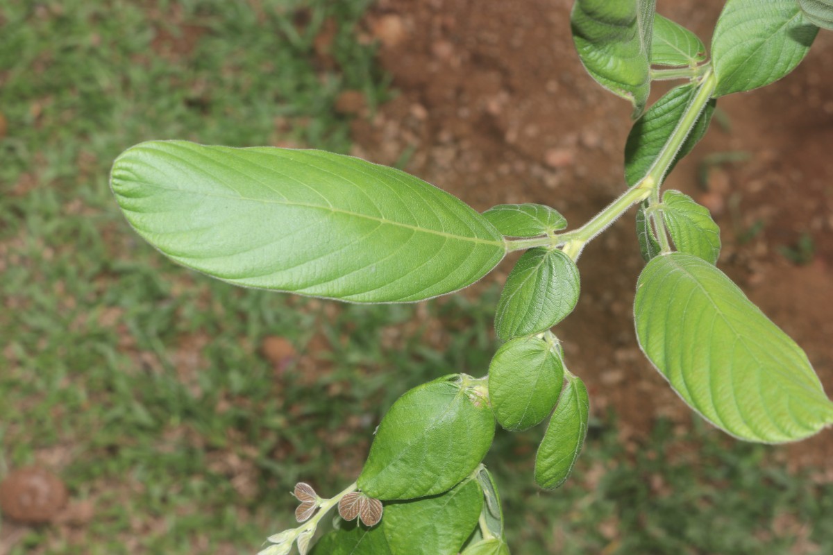Phyllodium longipes (Craib) Schindl.