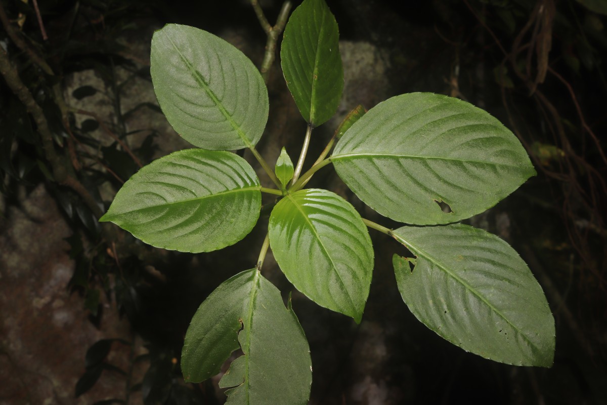 Impatiens grandis B.Heyne