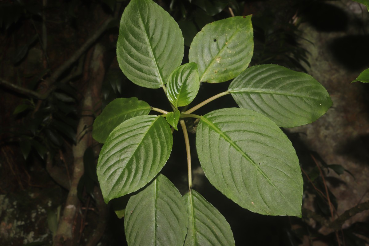 Impatiens grandis B.Heyne