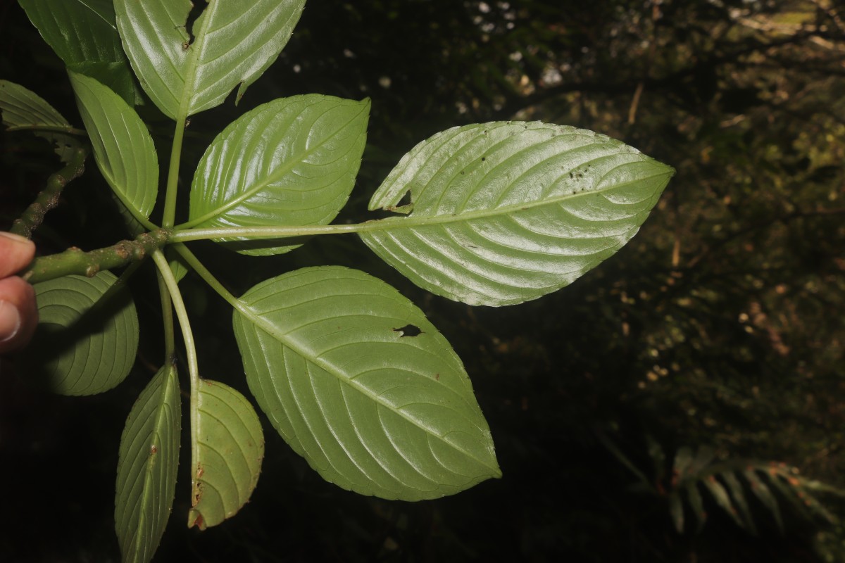 Impatiens grandis B.Heyne
