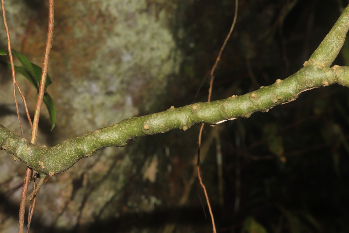 Impatiens grandis B.Heyne