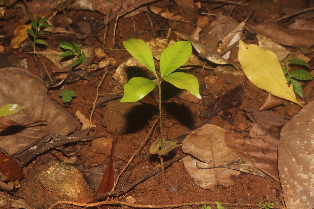 Syzygium aromaticum (L.) Merr. & L.M.Perry