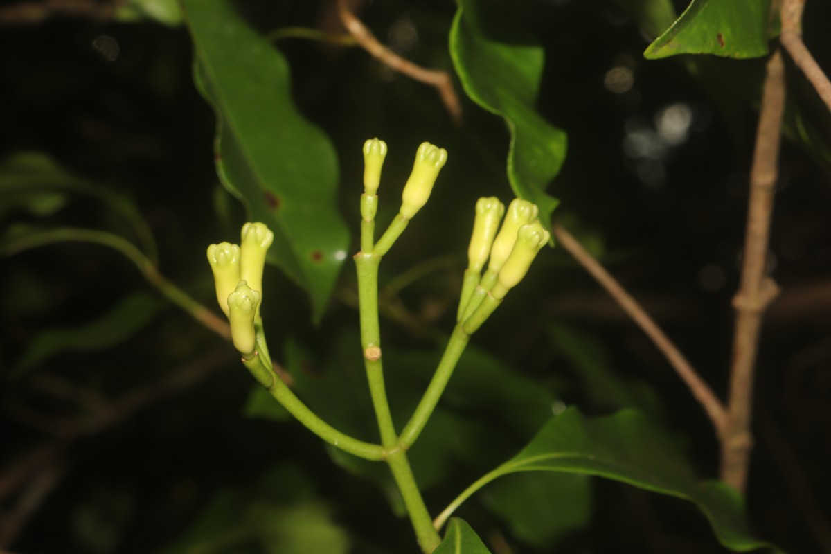 Syzygium aromaticum (L.) Merr. & L.M.Perry