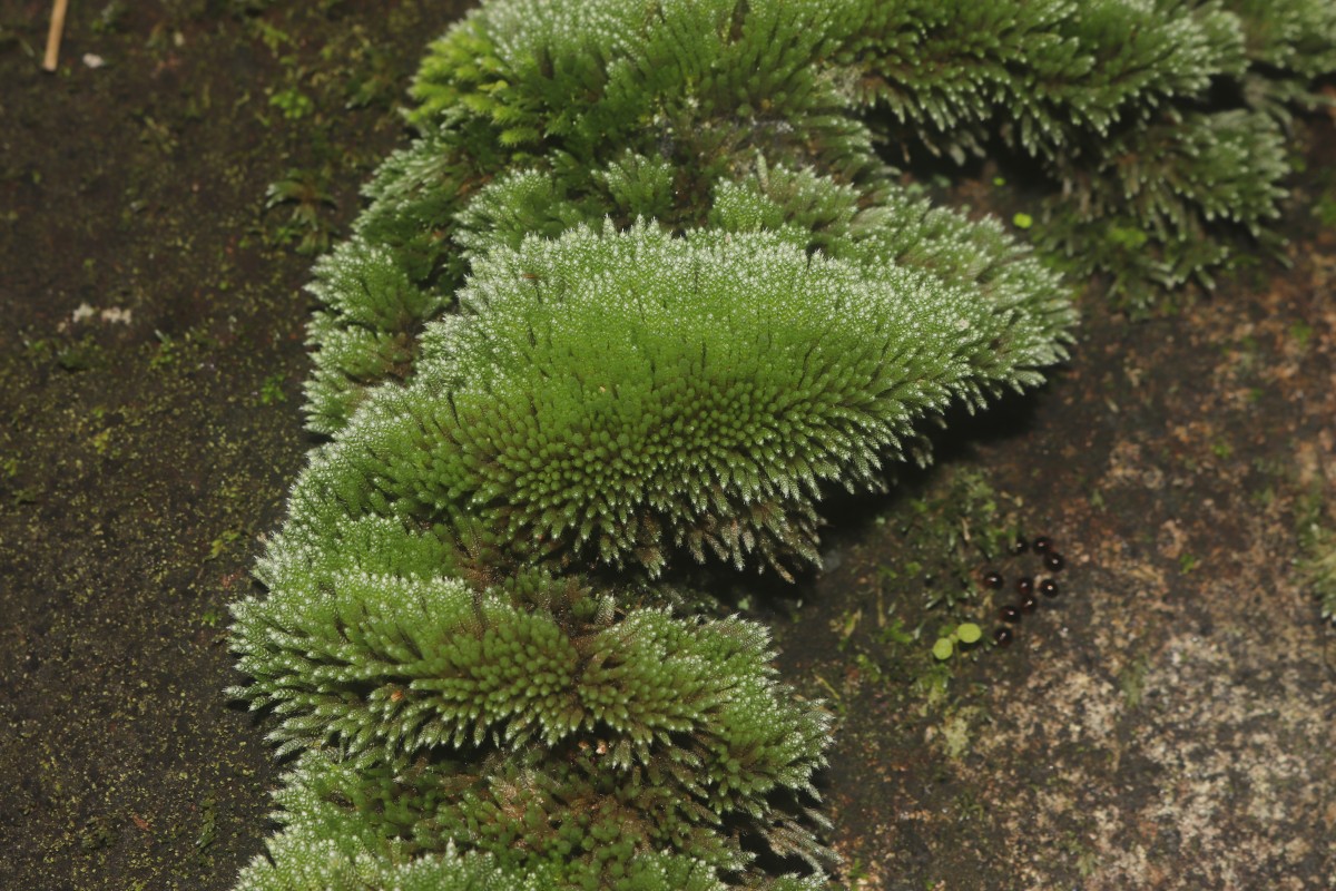 Bryum argenteum  Hedw.