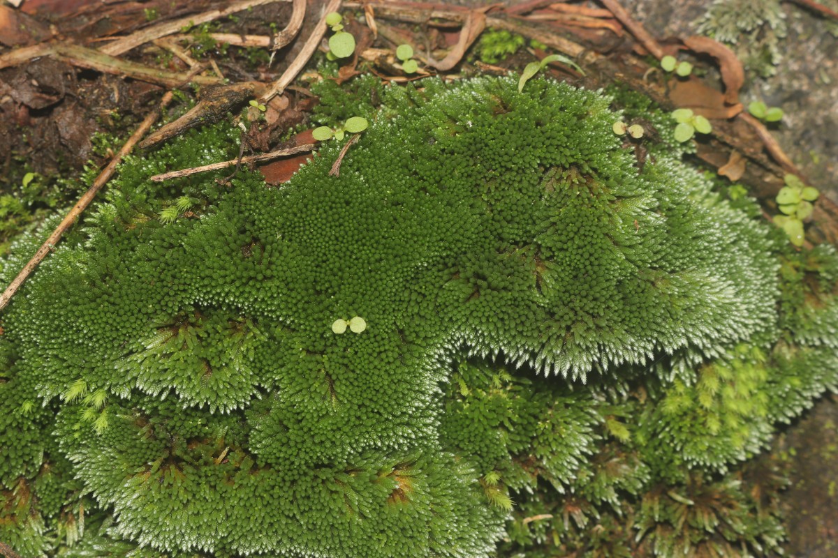 Bryum argenteum  Hedw.