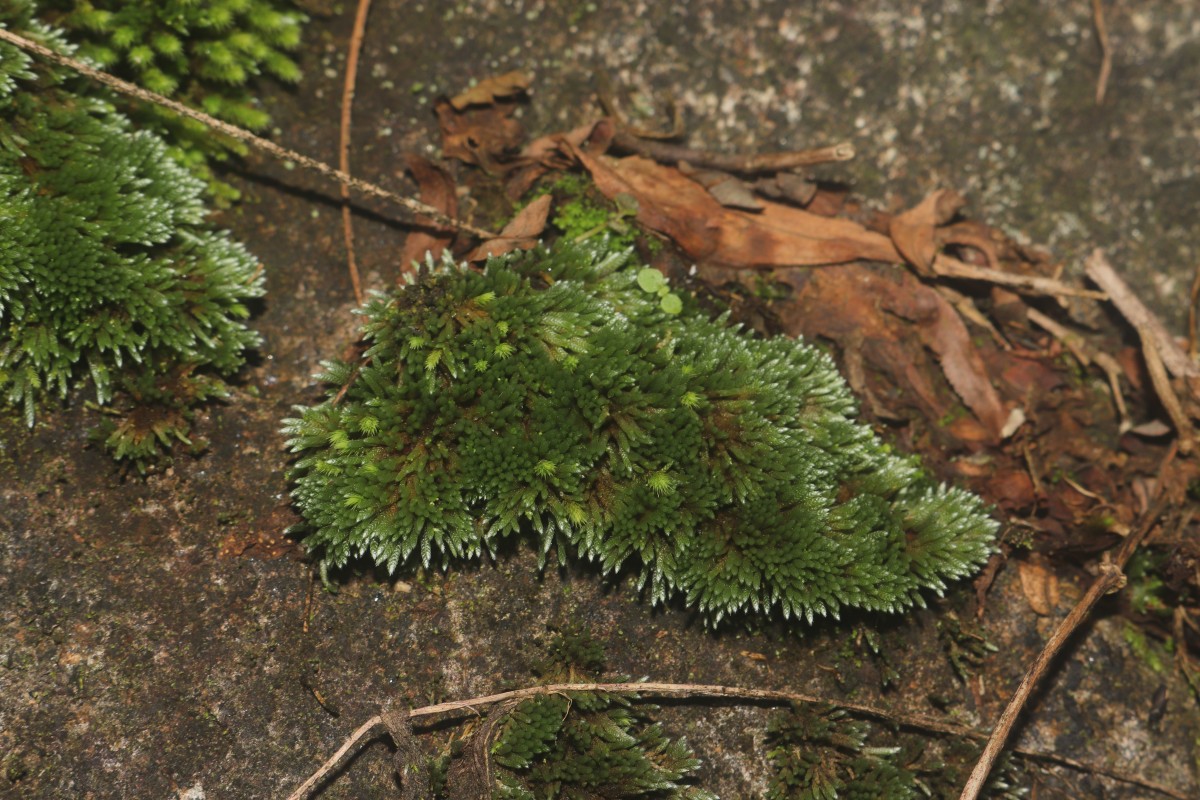 Bryum argenteum  Hedw.