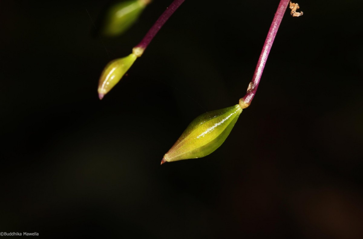 Impatiens janthina Thwaites