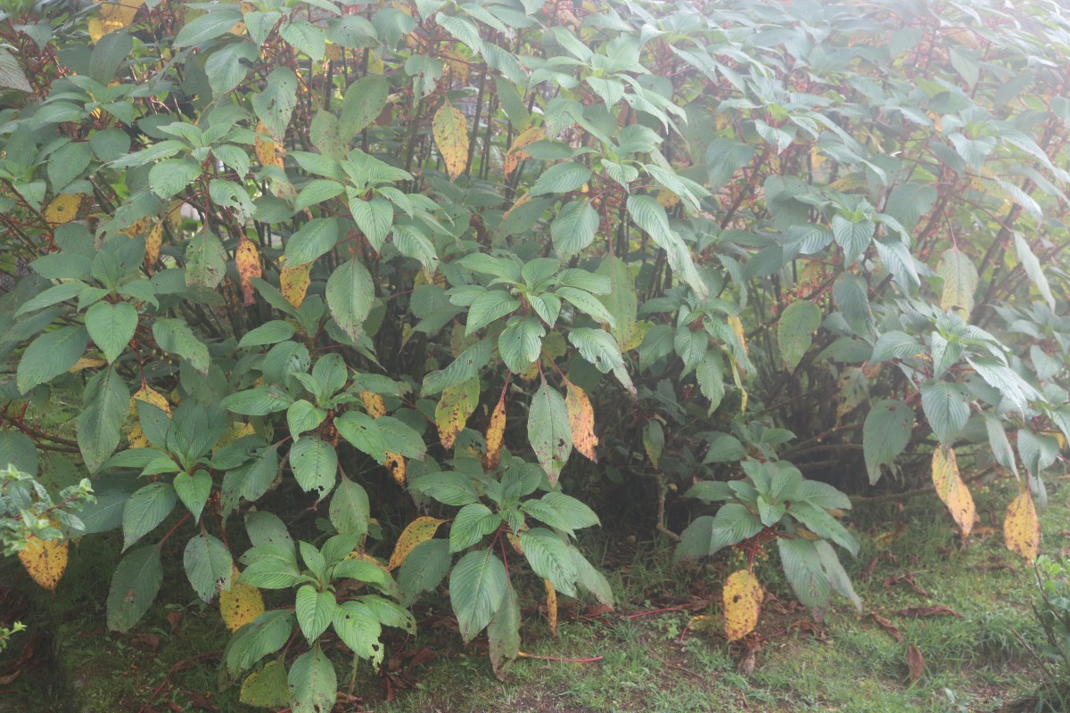 Impatiens macrophylla Gardner ex Hook.