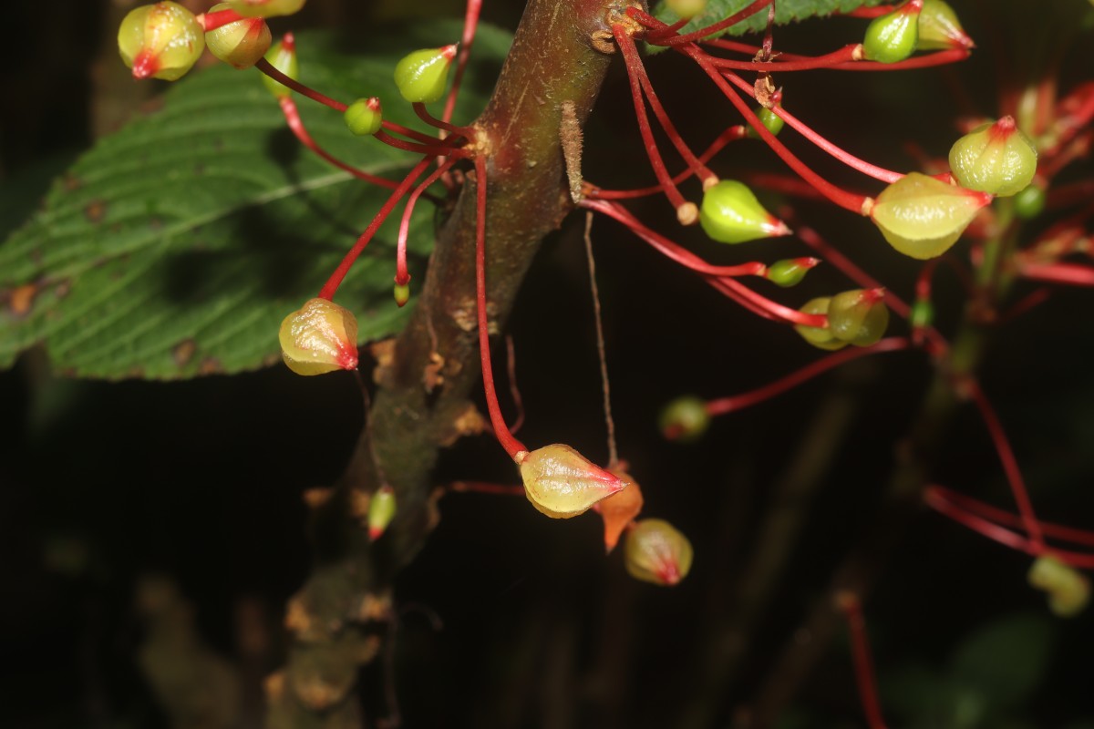 Impatiens macrophylla Gardner ex Hook.