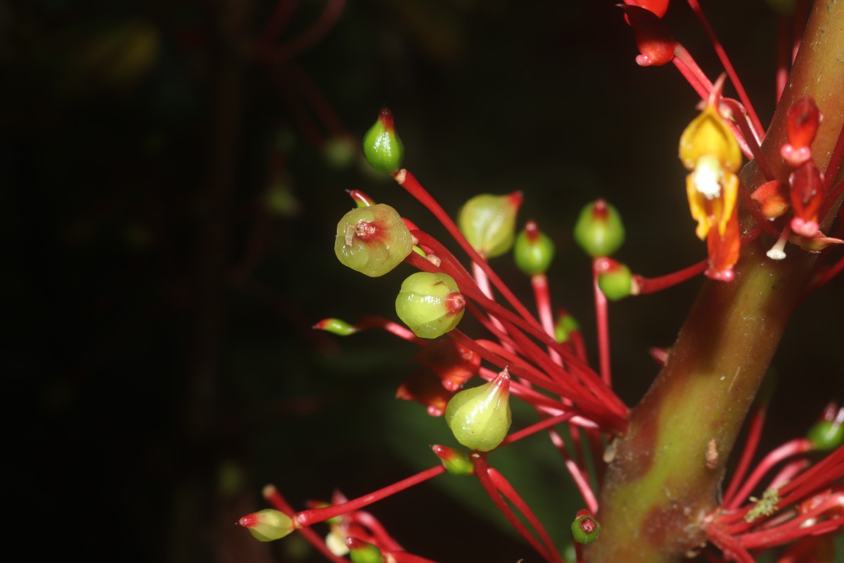 Impatiens macrophylla Gardner ex Hook.